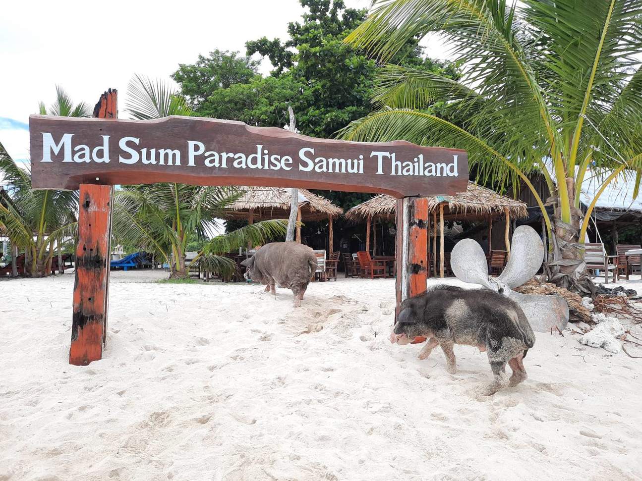 Pig Island Koh Madsum and Koh Tan tour from Koh Samui