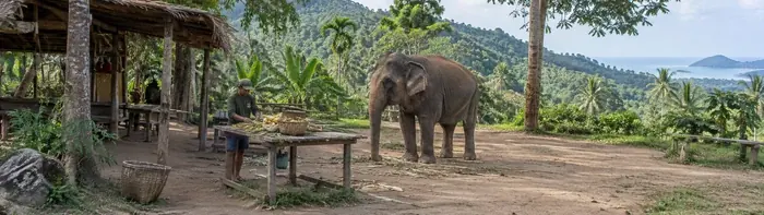 Elephant Cooking Adventure