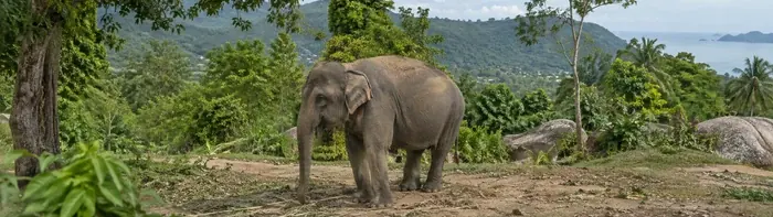 Elephant experience Koh Samui