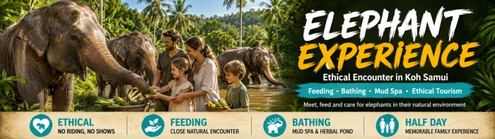 Elephant experience Koh Samui