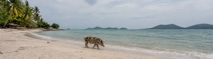 Pig Island & Koh Tan
